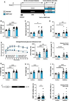 Bone Morphogenetic Protein 7 Gene Delivery Improves Cardiac Structure and Function in a Murine Model of Diabetic Cardiomyopathy